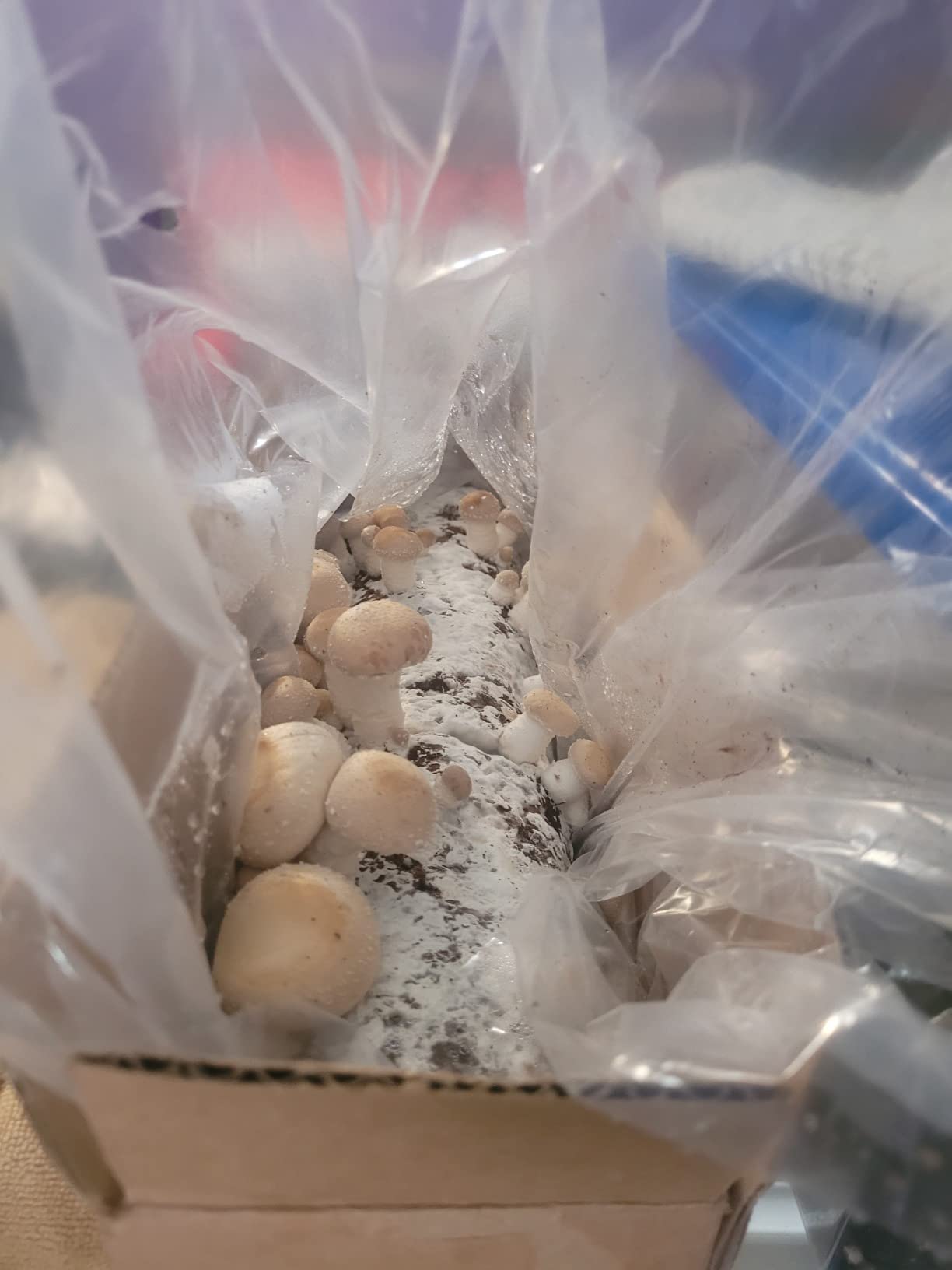 Root Mushroom Farm-Shiitake Mushroom Grow Kit-Starting Right Away Once Received customer photo 2