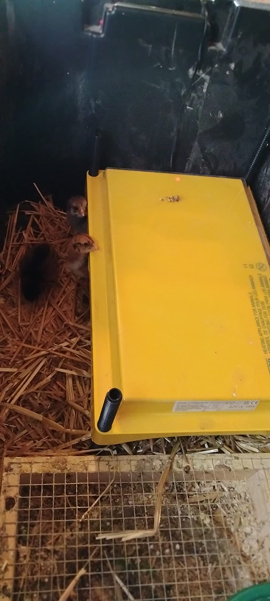 Brinsea Ecoglow Safety 1200 Chick or Duckling Brooder, Up to 35 Chicks customer photo 1