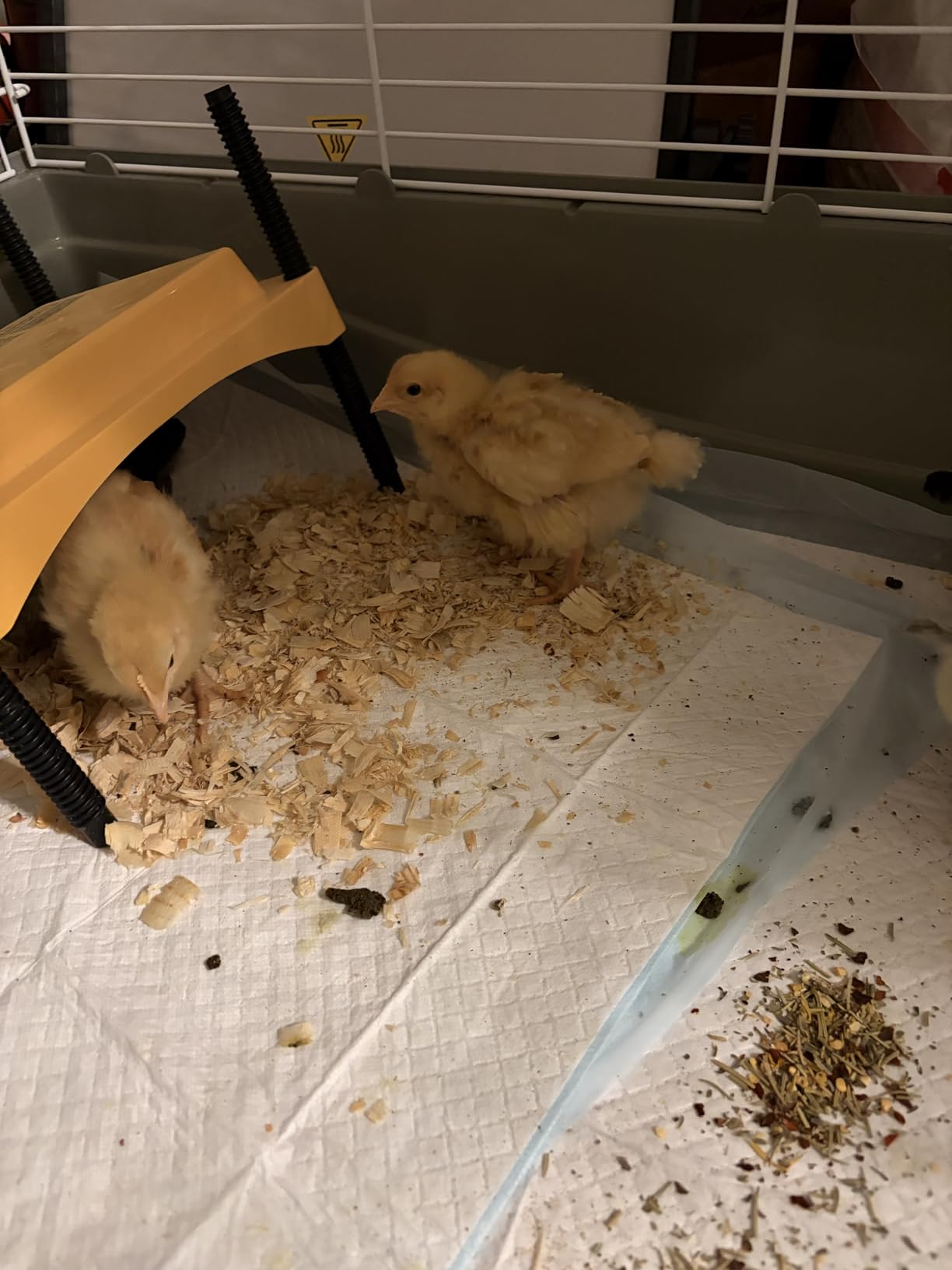Brinsea Ecoglow Safety 1200 Chick or Duckling Brooder, Up to 35 Chicks customer photo 2