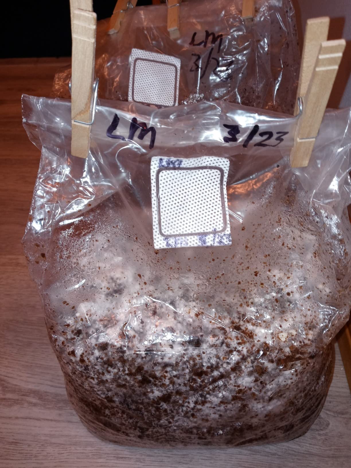 Lion’s Mane Mushroom Grow Kit, 4 lb (Packaging May Vary) customer photo 1