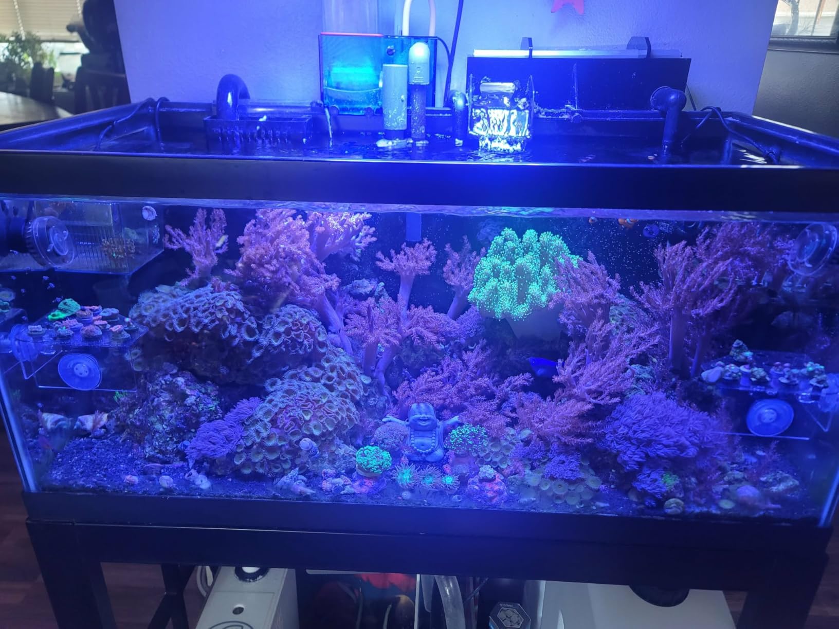 VIPARSPECTRA 165W LED Aquarium Light Dimmable Full Spectrum LED Reef Lights customer photo 1