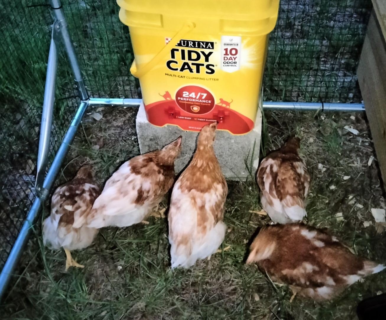 20 Pack Chicken Waterer Nipples for Chicks to Chickens with Drill Bits customer photo 1