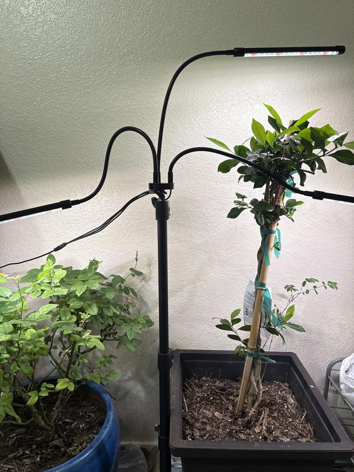 Grow Light with Stand, 60 LED Floor Plant Light for Indoor Plants Growing customer photo 1