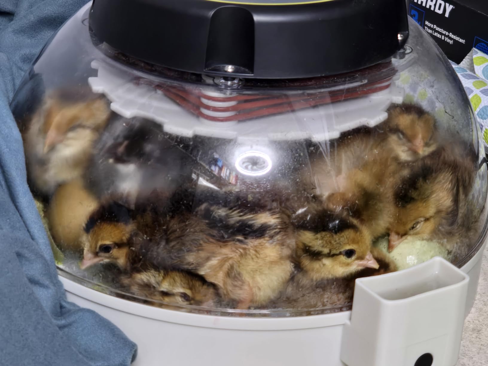 KEBONNIXS 12 Egg Incubator with Humidity Display, Egg Candler, Automatic Egg Turner, for Hatching Chickens customer photo 1