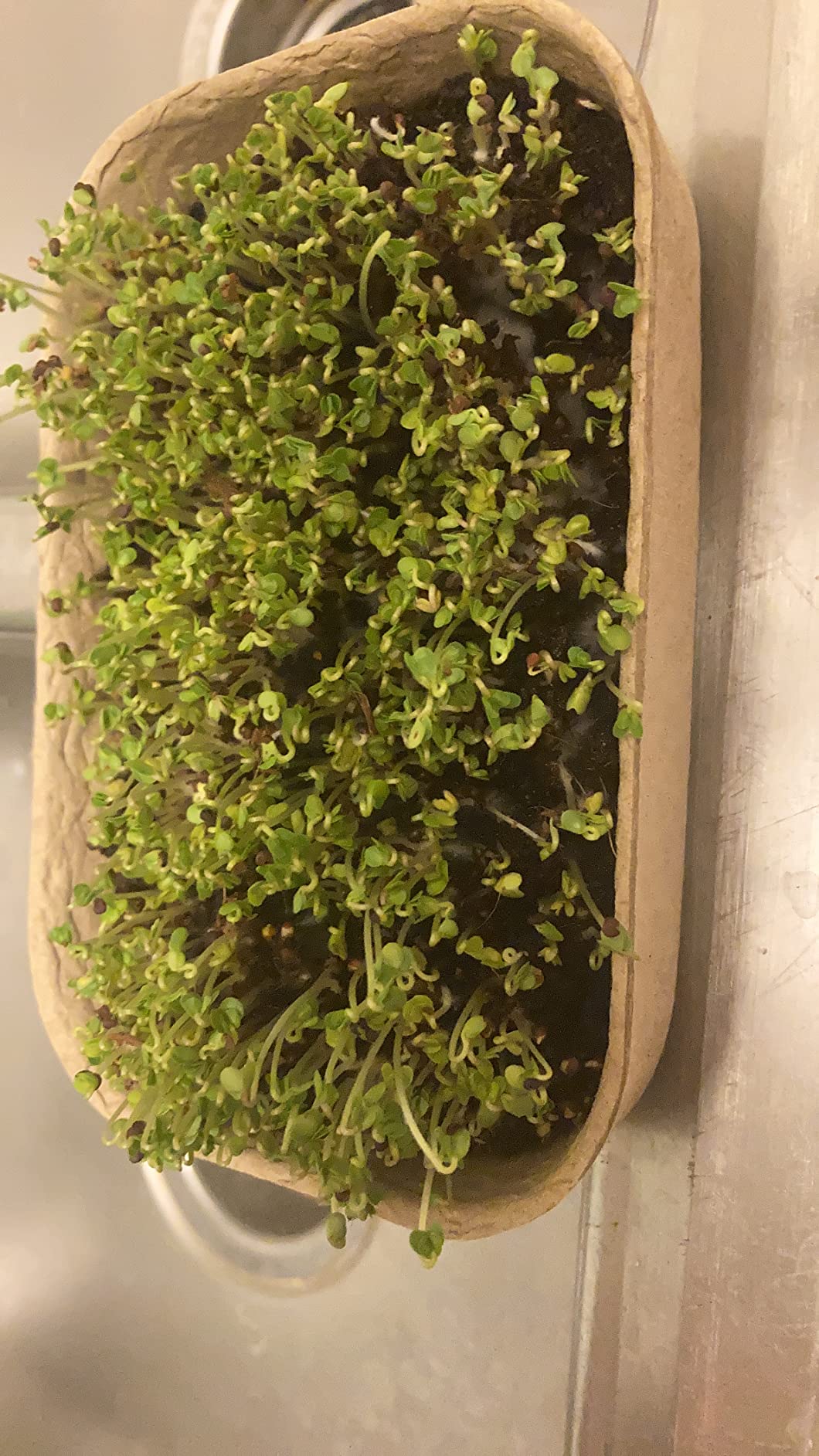 Back to the Roots DIY Microgreen Grow Kit, 6-Grow Variety Pack customer photo 2