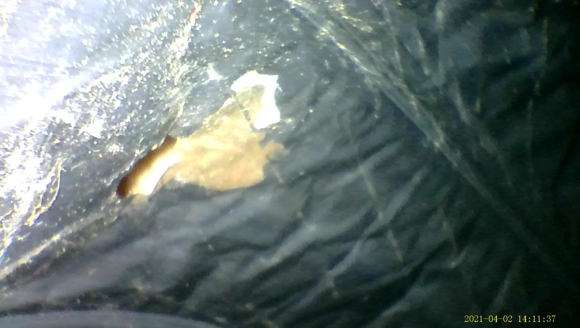 Dual Lens Endoscope with Light, Teslong MS450 Automotive Mechanic Borescope customer photo 1