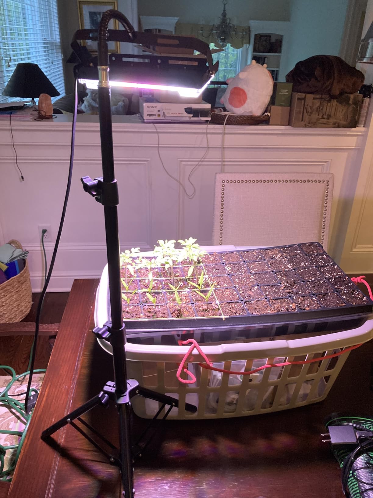 LBW Grow Light with Stand, Full Spectrum Grow Lights for Indoor Plants customer photo 1