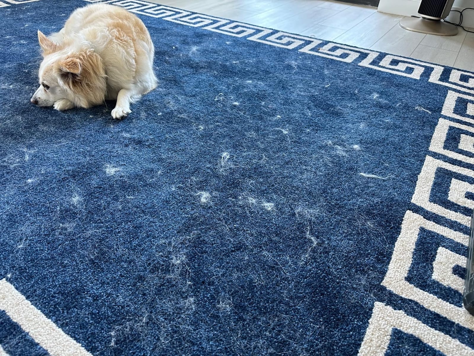 Kenmore Intuition Bagged Upright Vacuum Lift-Up Carpet Cleaner | Pet Friendly, 2-Motor Power Suction with HEPA Filter, BU4022 customer photo 2