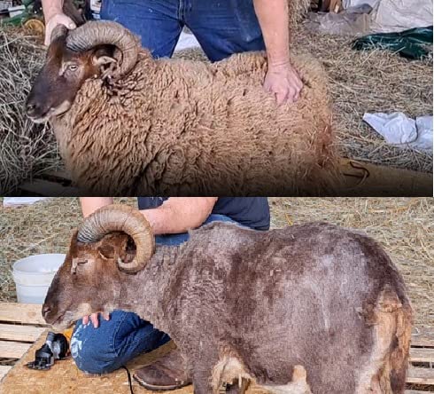 BEETRO 500W Electric Professional Sheep Shears, Animal Grooming Clippers for Sheep Alpacas Goats and More, 6 Speeds Heavy Duty Farm Livestock Haircut customer photo 1