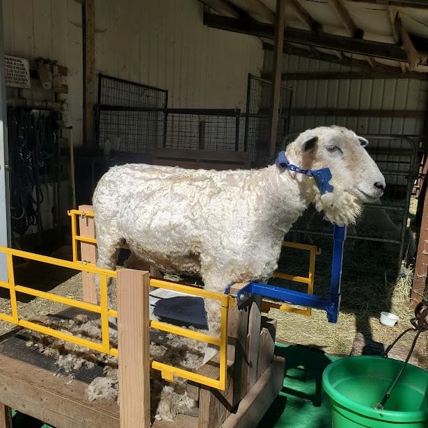 BEETRO 500W Electric Professional Sheep Shears, Animal Grooming Clippers for Sheep Alpacas Goats and More, 6 Speeds Heavy Duty Farm Livestock Haircut customer photo 2