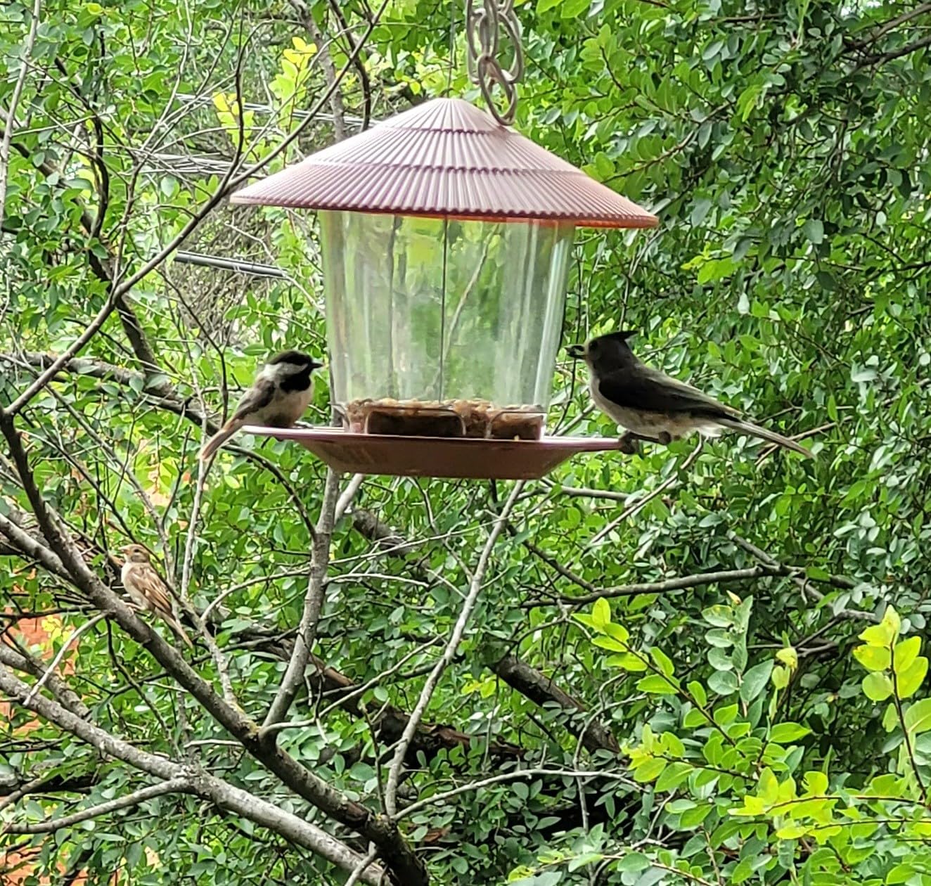 Hanizi Bird Feeder Outdoor Hanging for Wild Bird Seed, Brown customer photo 1