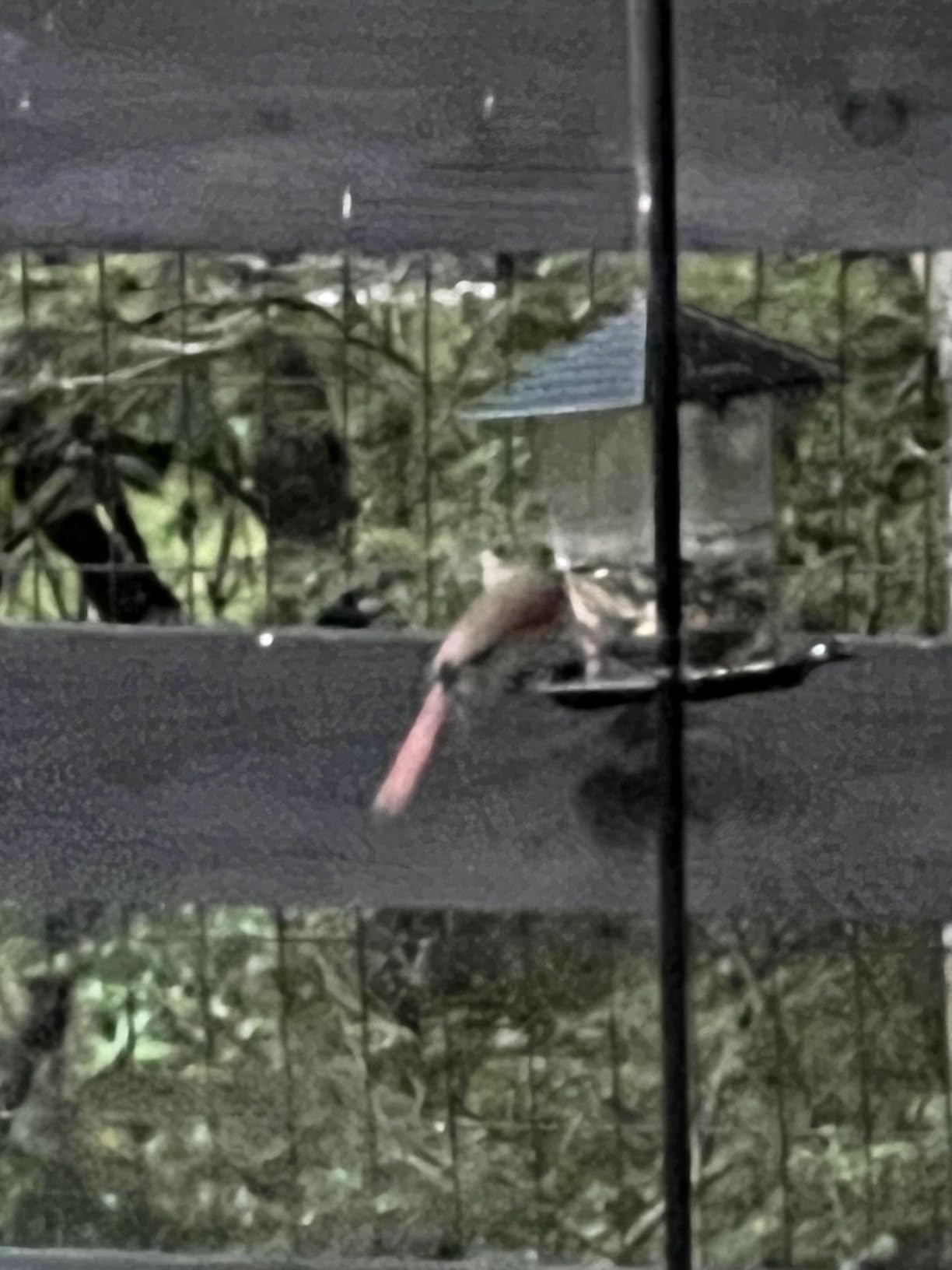 Jealoeur Bird Feeders for Outdoors Hanging Bird Feeder Wild Birds Seed, Black customer photo 2