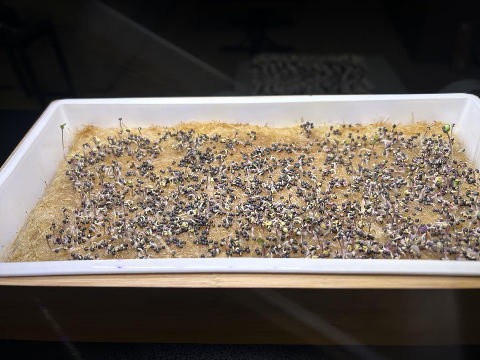 Microgreens Growing Kit - Self-Watering Tray with US Premium Seeds customer photo 1