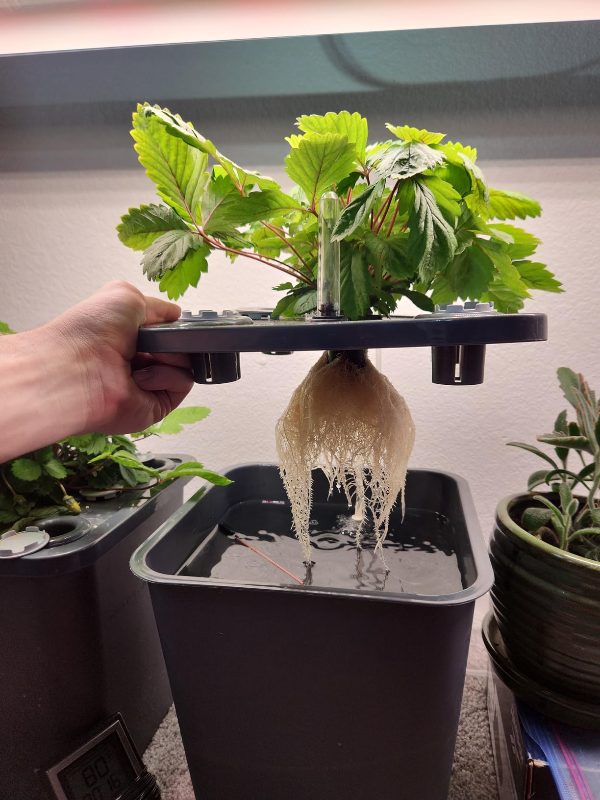 2 Hydroponic Buckets Kit for Plants, Hydroponics Growing System for Herbs/Tomato/Vegetables, DWC System with Air Pump & Germination Tray (Complete Indoor Hydroponic Gardening Supplies) customer photo 1