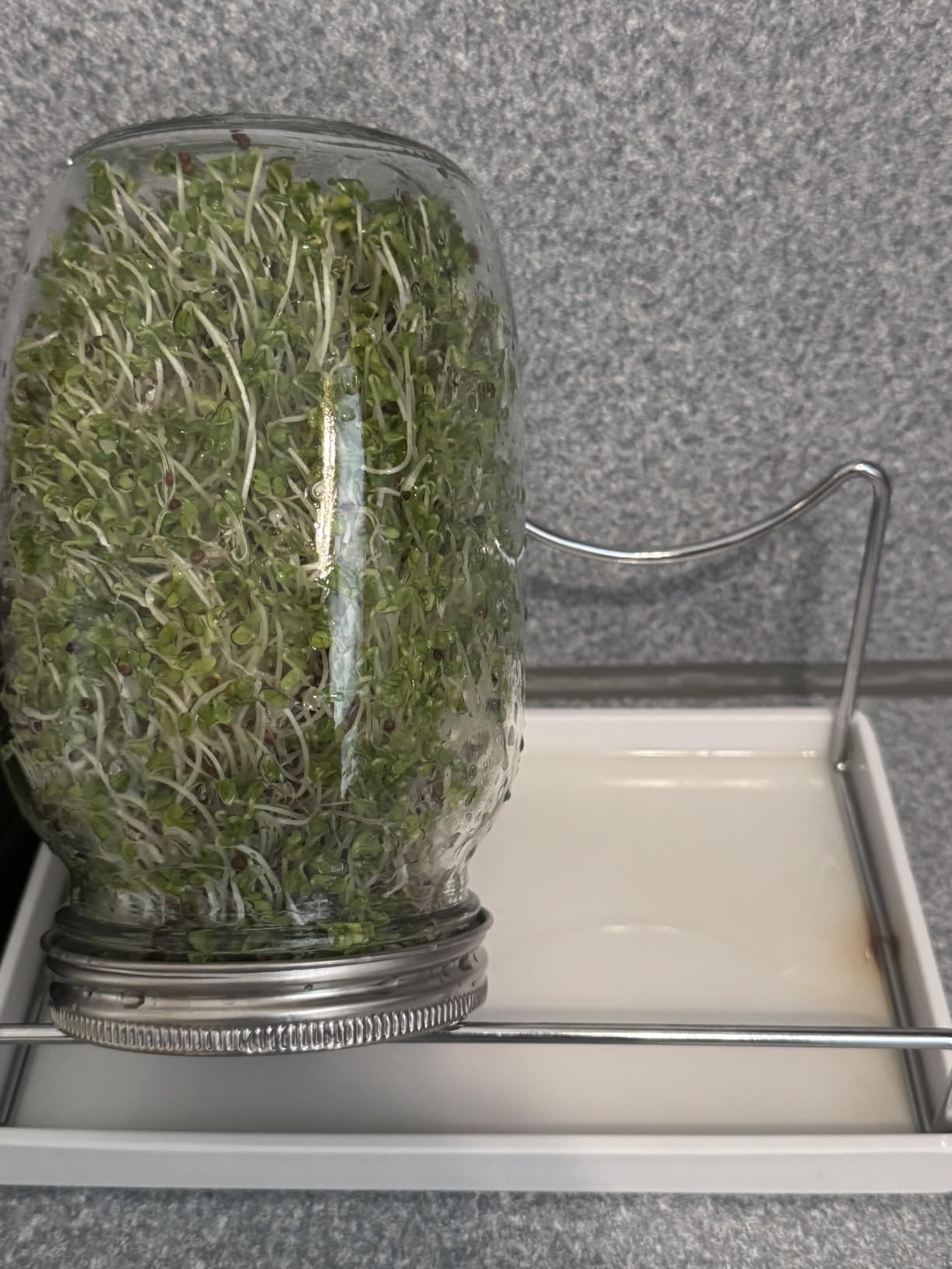 Premium Sprouting Jar Kit 2-Wide Mouth Mason Jars with Mesh Sprout Lids customer photo 1