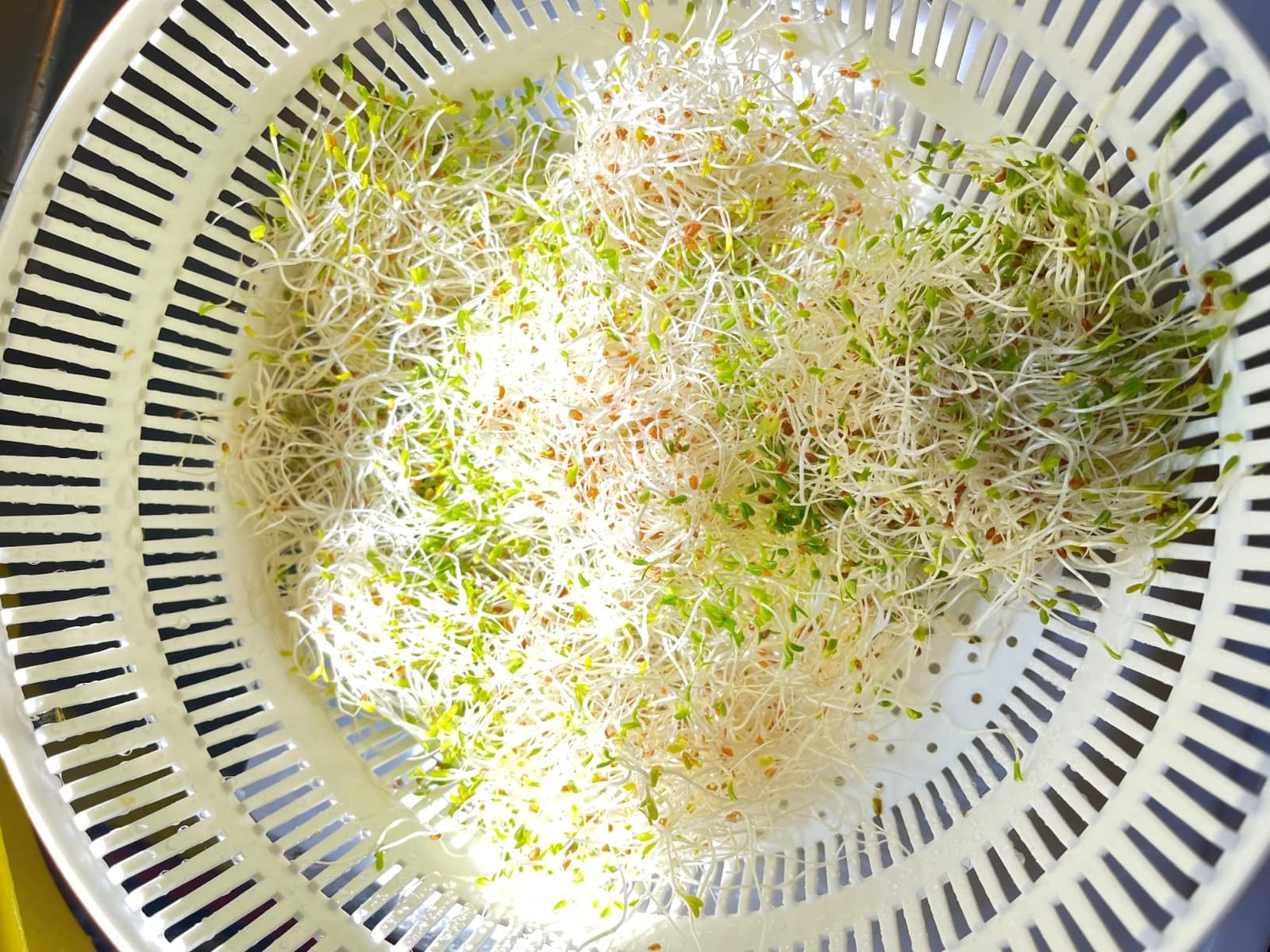 Premium Sprouting Jar Kit 2-Wide Mouth Mason Jars with Mesh Sprout Lids customer photo 2
