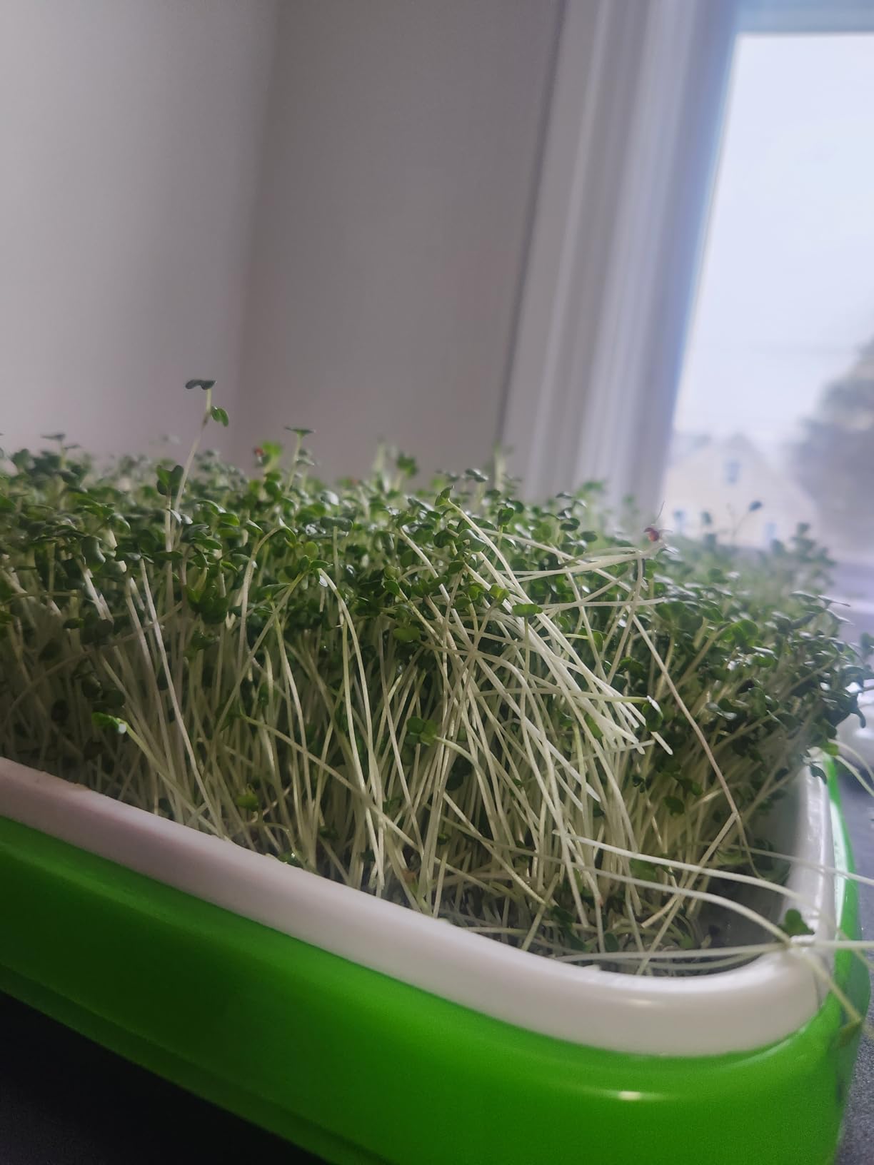 Legigo 10 Pack Seed Sprouter Trays, Microgreens Growing Trays Kit customer photo 2