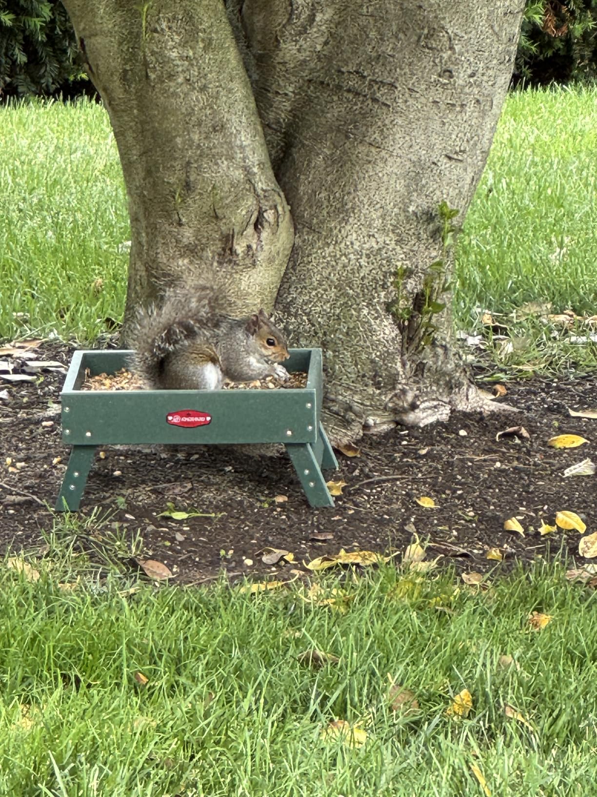 Kingsyard Ground Bird Feeder, Elevated Tray with Recycled Poly Lumber customer photo 1