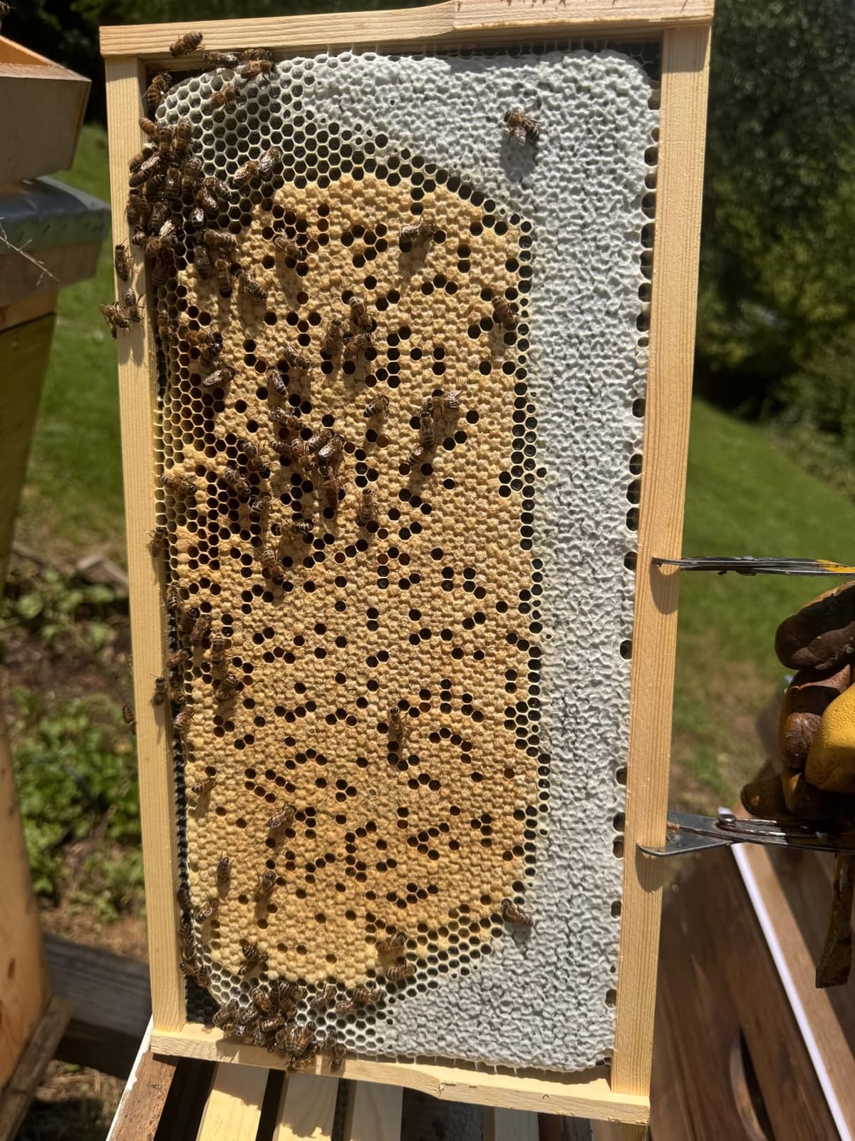POLLIBEE Bee Hive,10 Frame Beehive Boxes Starter Kit, Langstroth Beehives Include 2 Deep Hive Boxes and 1 Medium Super Bee Box, Include Bee Hive Frames and Wax Foundation Sheets customer photo 2