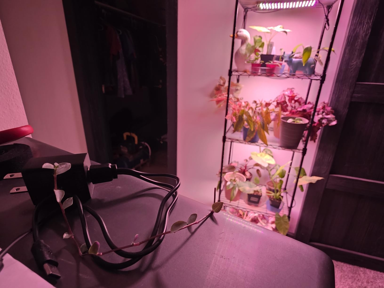 Barrina CX83 Plant Stand with Grow Lights, 6-Tier Shelf, 15.7x11.8x70.9IN customer photo 2