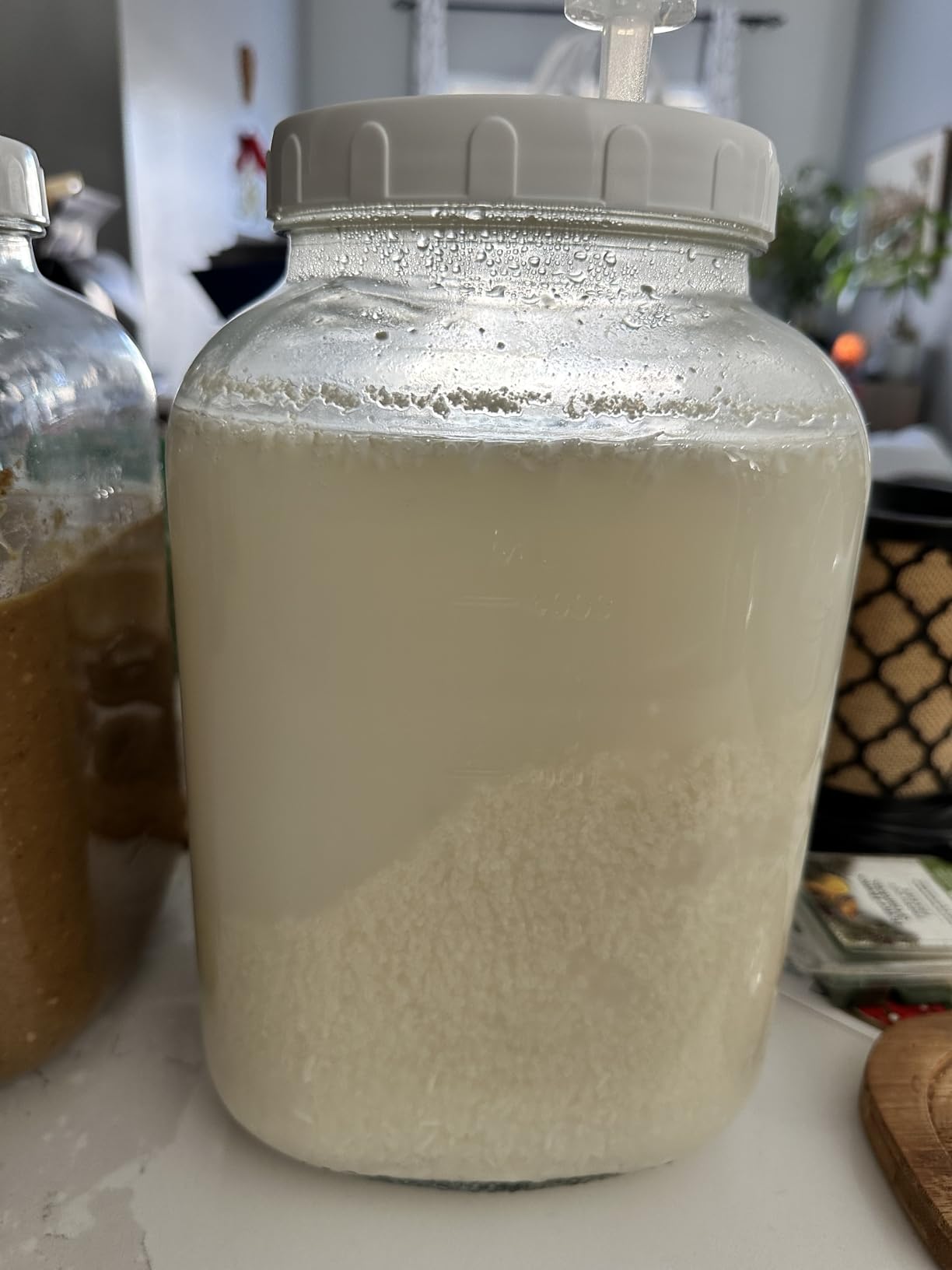 Dried Rice Koji – Made in Japan | For Shio Koji, Miso, Soy Sauce, Amazake | Vegan, Gluten-Free, No Additives (800g) customer photo 2