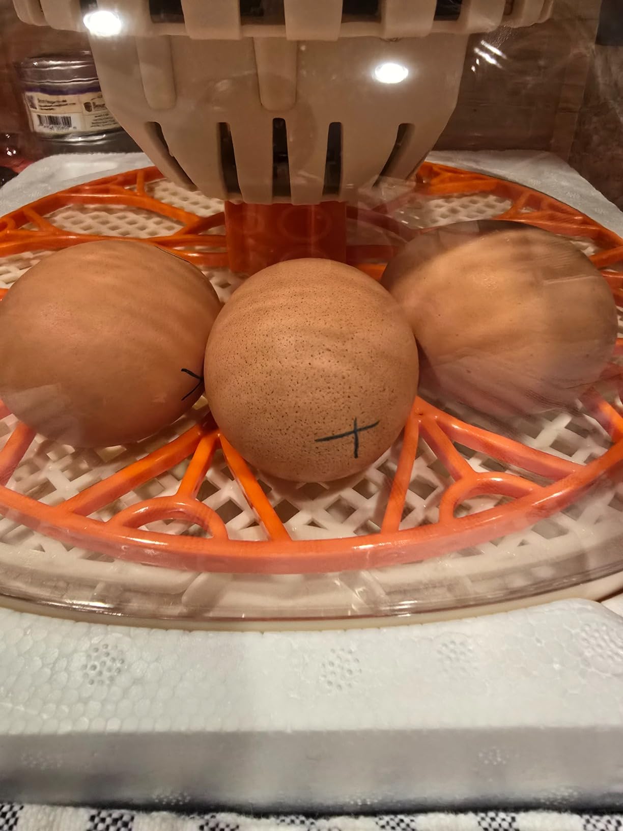 APDOE Egg Incubators for Hatching Eggs, Temperature and Humidity Control, Automatic Egg Turning, Egg Candler, External Water Bottle, Air Vent, for Chicken, Duck & Quail Eggs, 12 Eggs customer photo 2