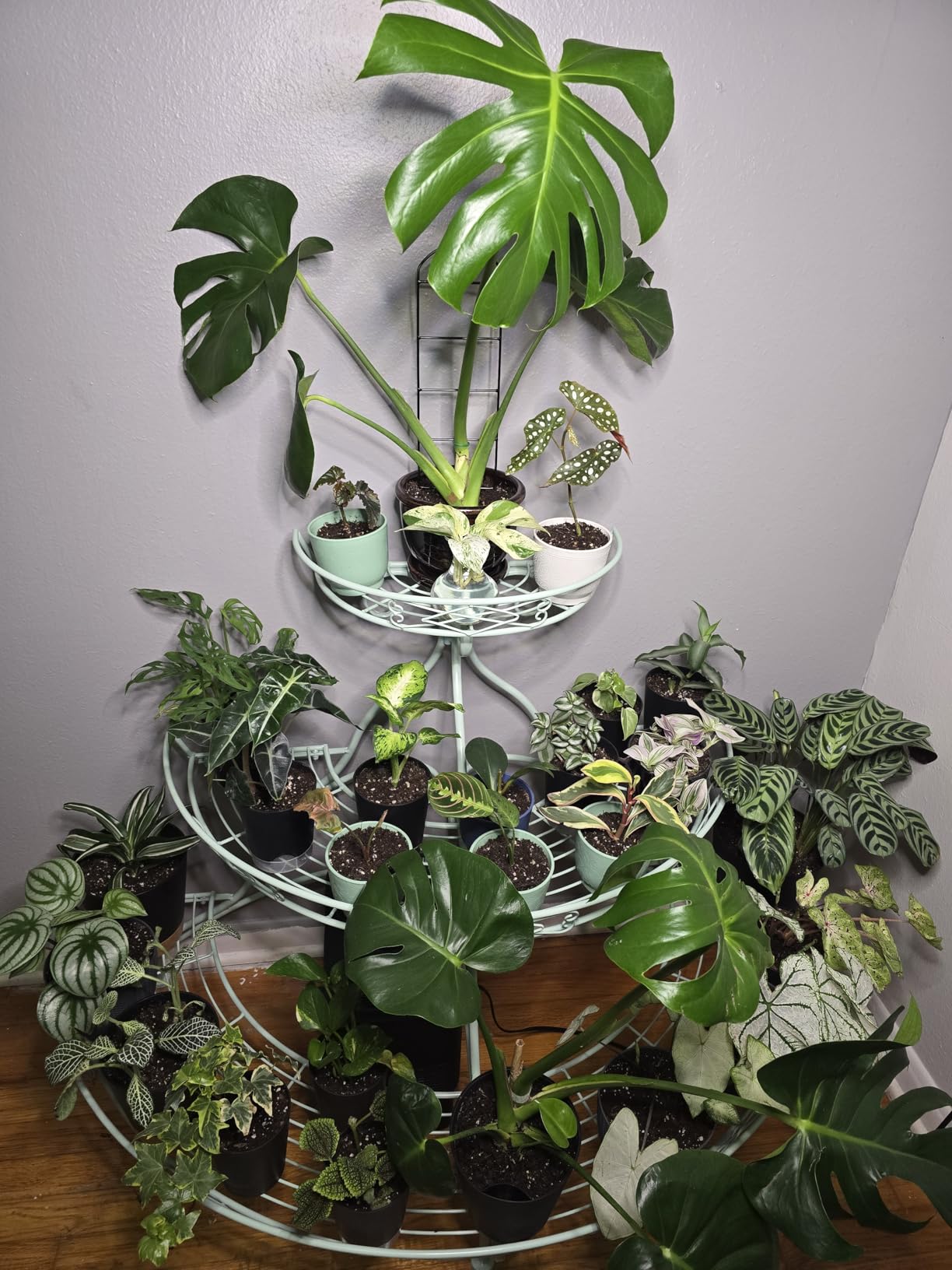 LBW Grow Light with Stand for Indoor Plants, Adjustable Height up to 68