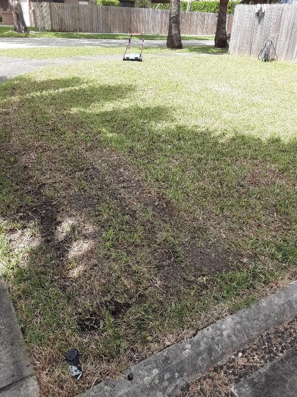 SENIX 13 Amp 15-Inch 2-in-1 Electric Dethatcher and Scarifier with 13.2-Gal Collection Bag,4-Position Depth Adjustment,Walk Behind for Lawn Garden Care Removing Thatch,Quick-Fold(SCE13-M) customer photo 1