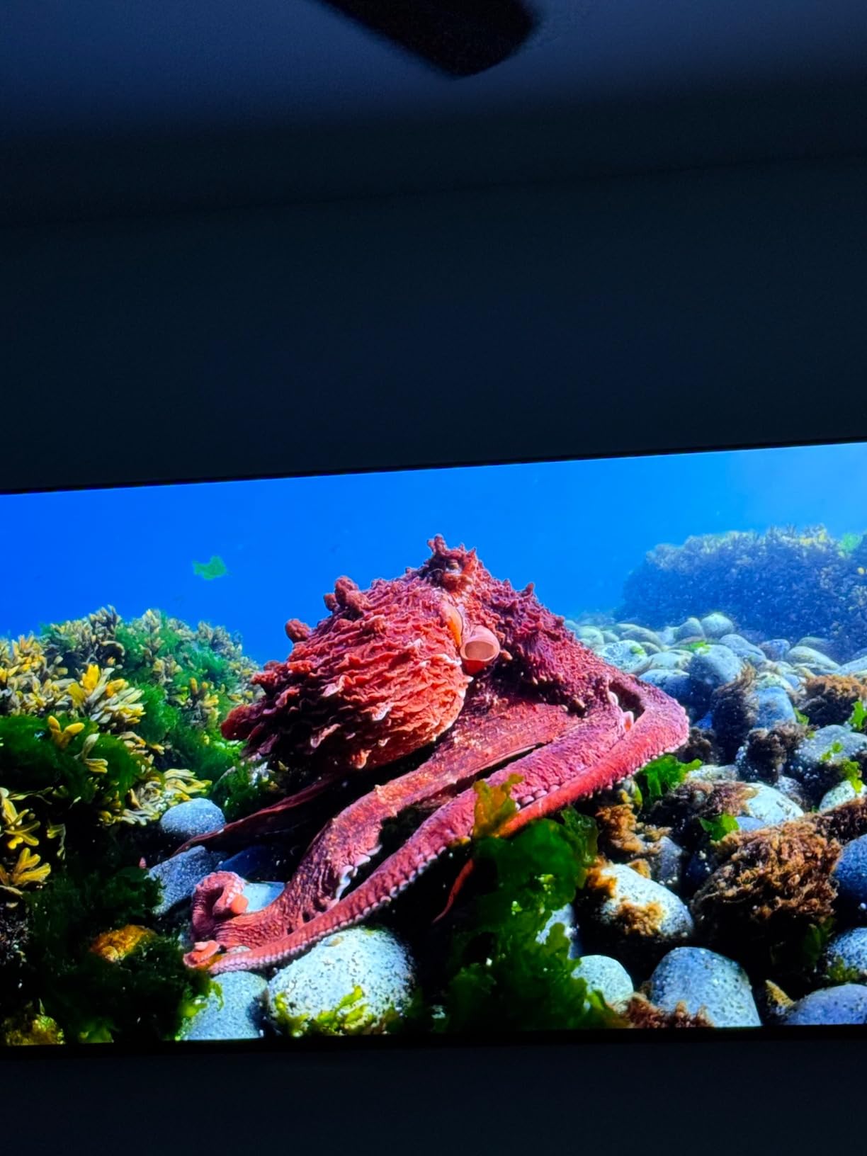 Samsung 83-Inch Class OLED 4K S85D Series HDR Smart TV w/Dolby Atmos, Object Tracking Sound Lite, Laser Slim Design, Motion Xcelerator, Real Depth Enhancer, Alexa Built-in (QN83S85D, 2024 Model) customer photo 1