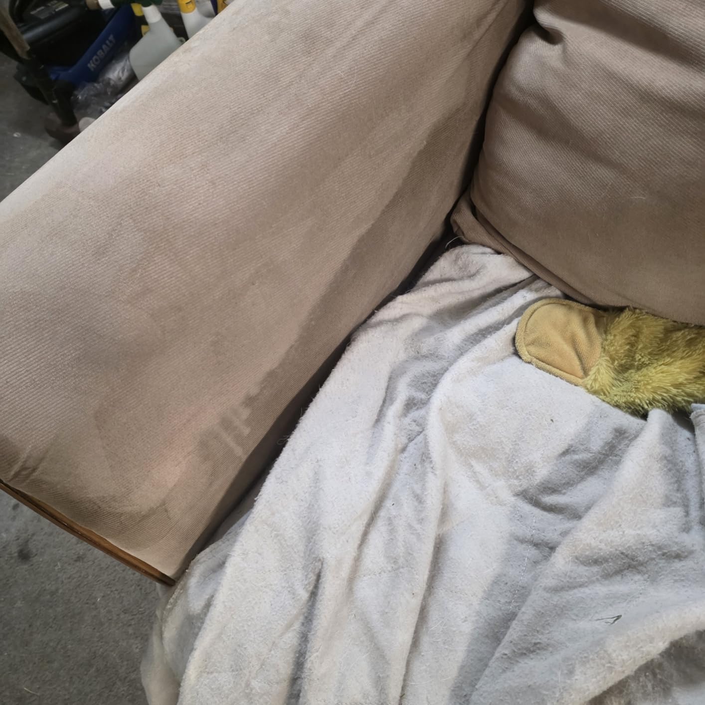 Shark CarpetXpert Upright Carpet & Built-in Stain Cleaner, 3 Tools, EX151 customer photo 2