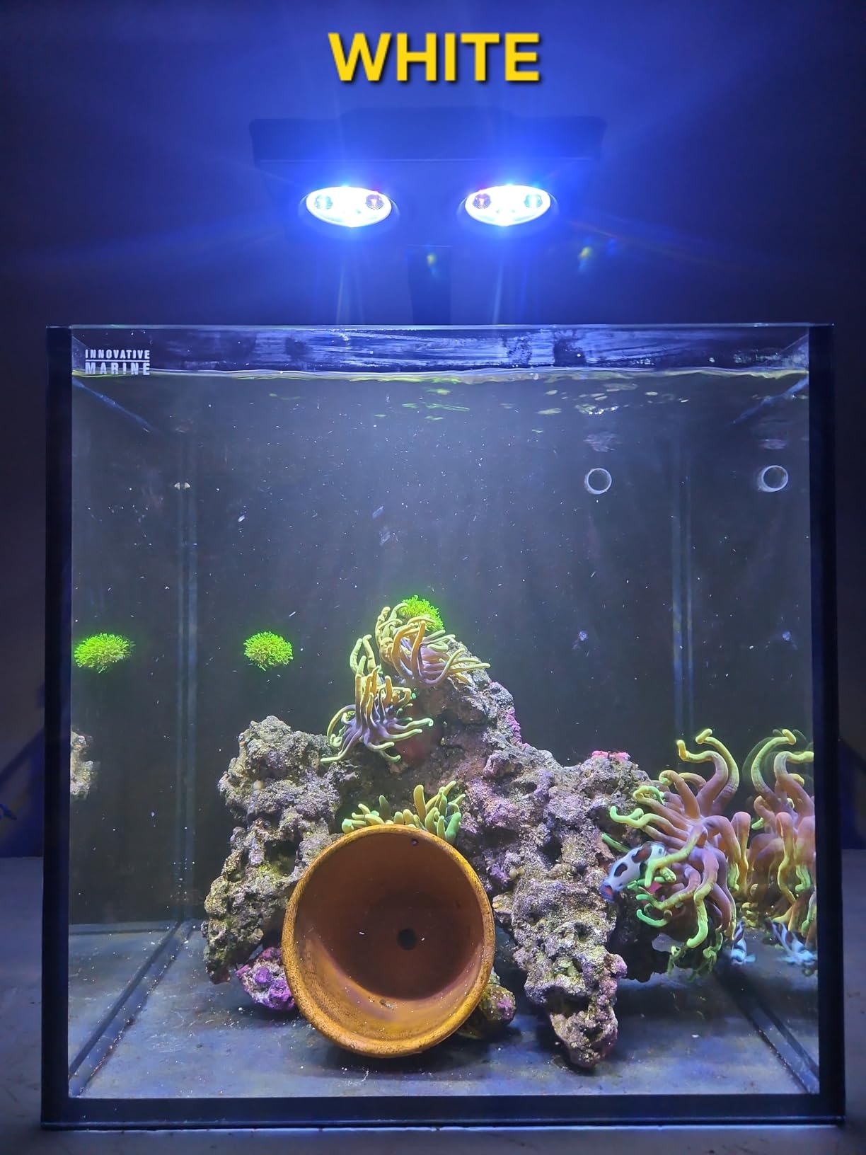 Aquarium Light –A036 Reef Tank Light 36 Watts Saltwater Light with Touch Control, Reef Lights for Coral Reef Nano Fish Tank Marine Tanks with Timer & Screen customer photo 1