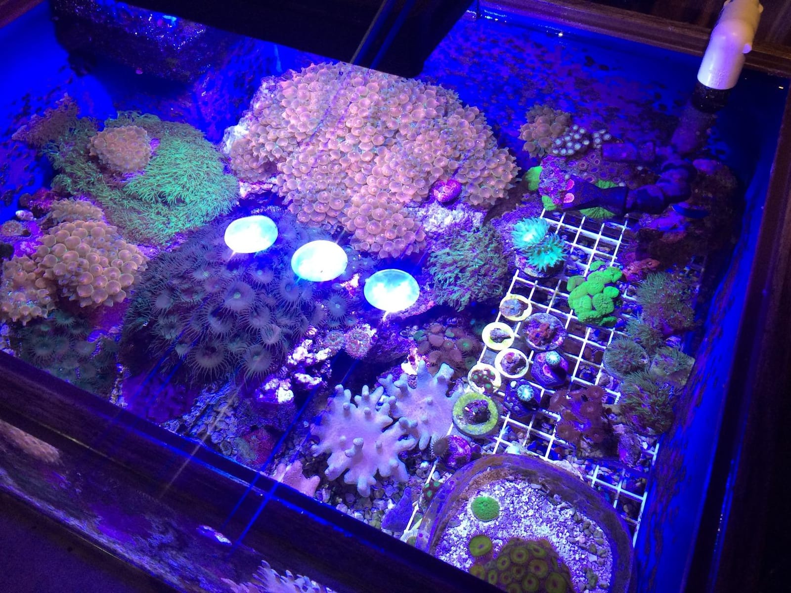Aquarium Light –A036 Reef Tank Light 36 Watts Saltwater Light with Touch Control, Reef Lights for Coral Reef Nano Fish Tank Marine Tanks with Timer & Screen customer photo 2