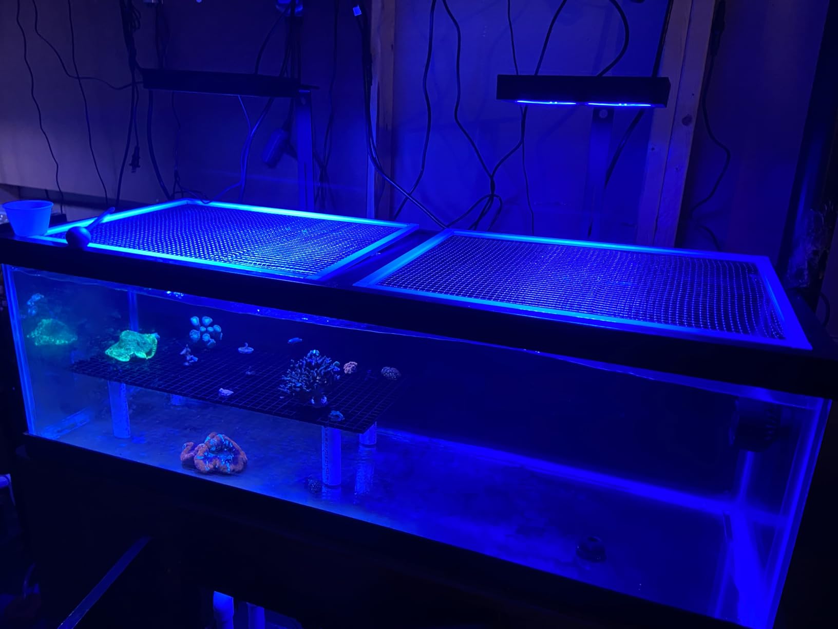 NICREW NavaReef 65 Reef LED Light, 65W Reef Aquarium Lighting for Soft/LPS Corals and Saltwater Fish Tanks, Built-in Timer, Blue Focused Spectrum customer photo 1