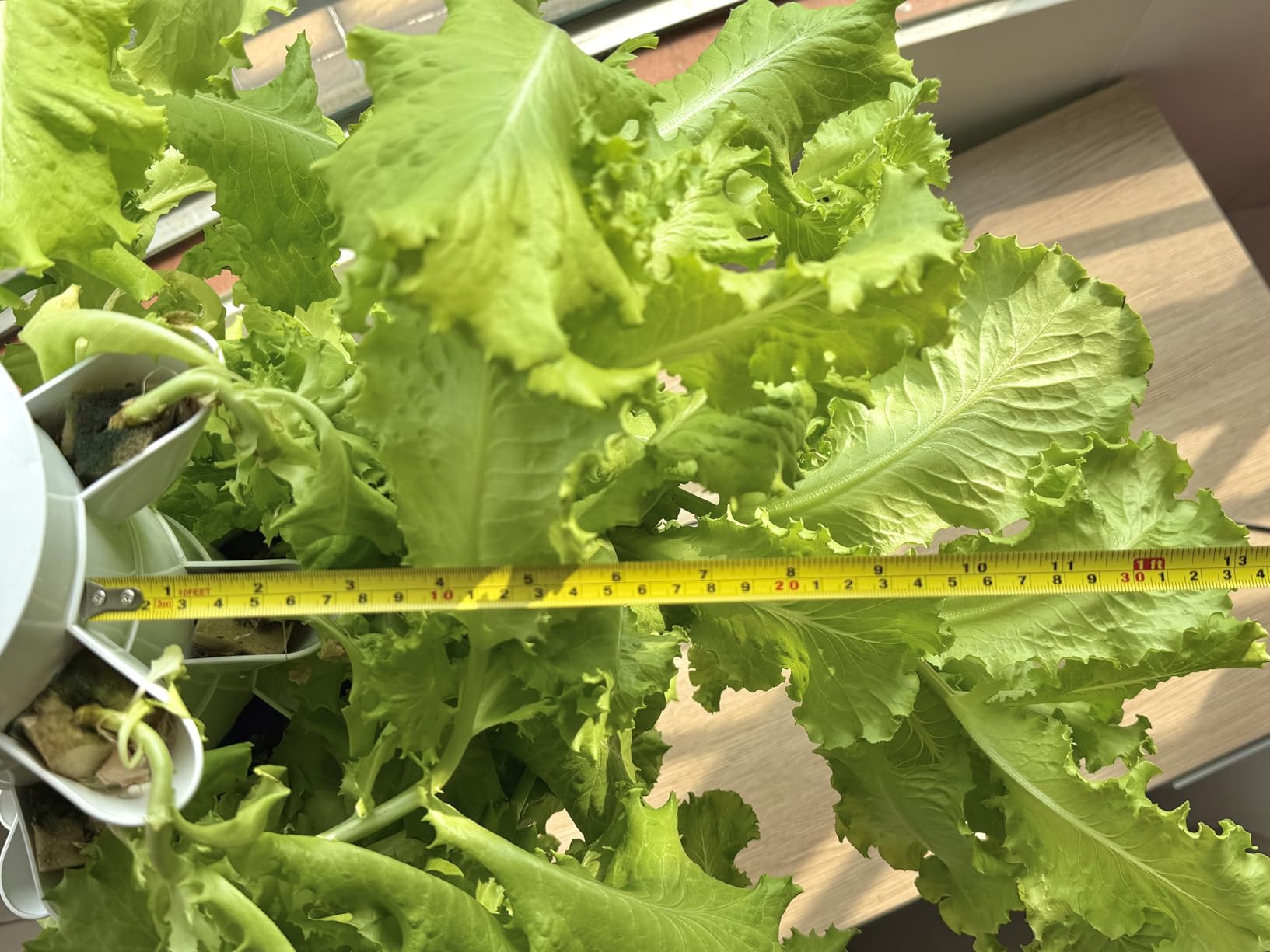 Hydroponics Growing System, 30-Plant Indoor Hydroponic Tower with Timer and Pump System, Plants Germination Kit, Vertical Hydroponic System for Gardening Lover (No Seed) customer photo 1
