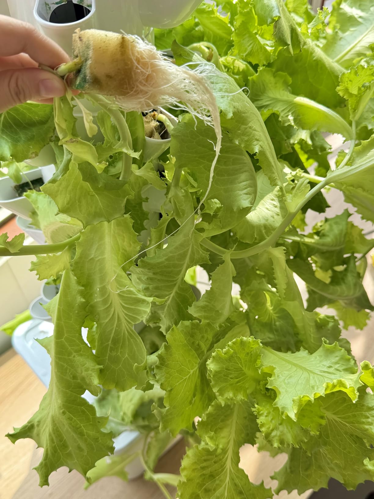 Hydroponics Growing System, 30-Plant Indoor Hydroponic Tower with Timer and Pump System, Plants Germination Kit, Vertical Hydroponic System for Gardening Lover (No Seed) customer photo 2