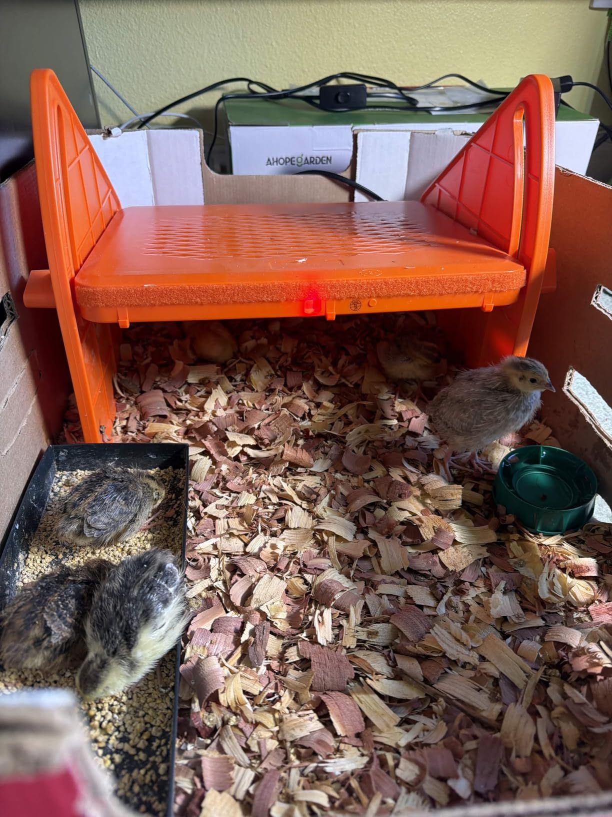 Chick Brooder Heater Plate for Baby Chicks, Ducklings & Poultry customer photo 1