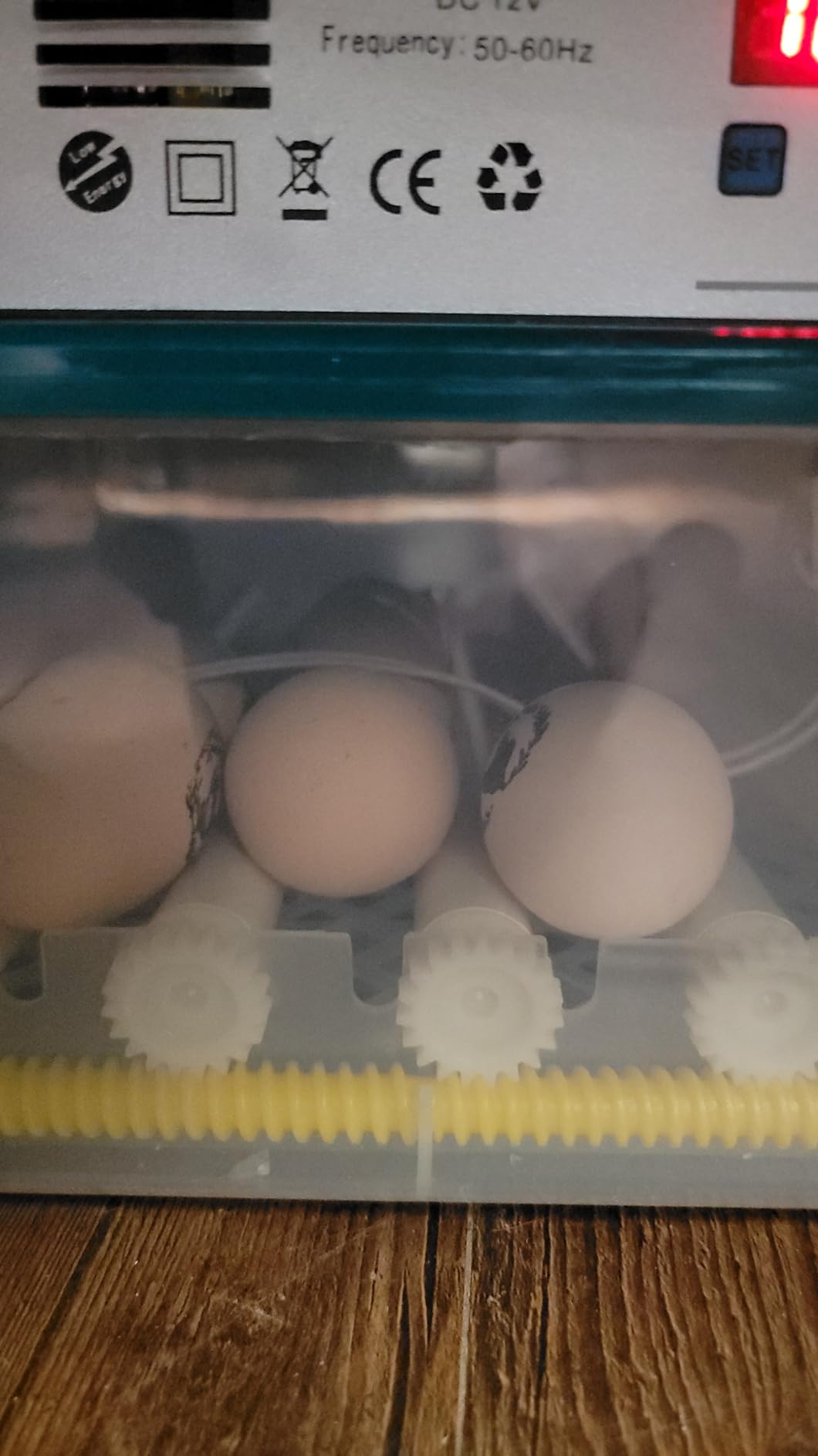 CoInceptus 16 Eggs Incubators for Hatching Eggs, Egg Incubator with Automatic Egg Turning and Temperature Control, Chicken Egg Incubators with Egg Candler for Duck Goose Pigeon Quail customer photo 1
