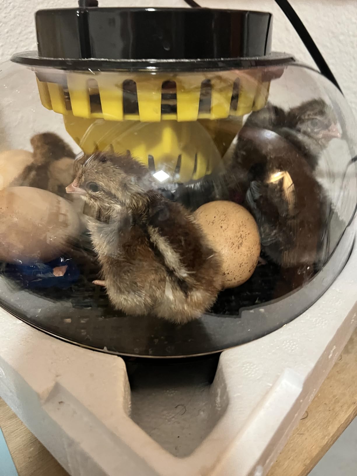 Incubators for Hatching Eggs with Automatic Egg Turning and Humidity DisplayTemperature Control Auto Water Fill Egg Candler 12Egg Hatch Chick Quail Duck Turkey Goose Parrot Bird Eggs customer photo 1