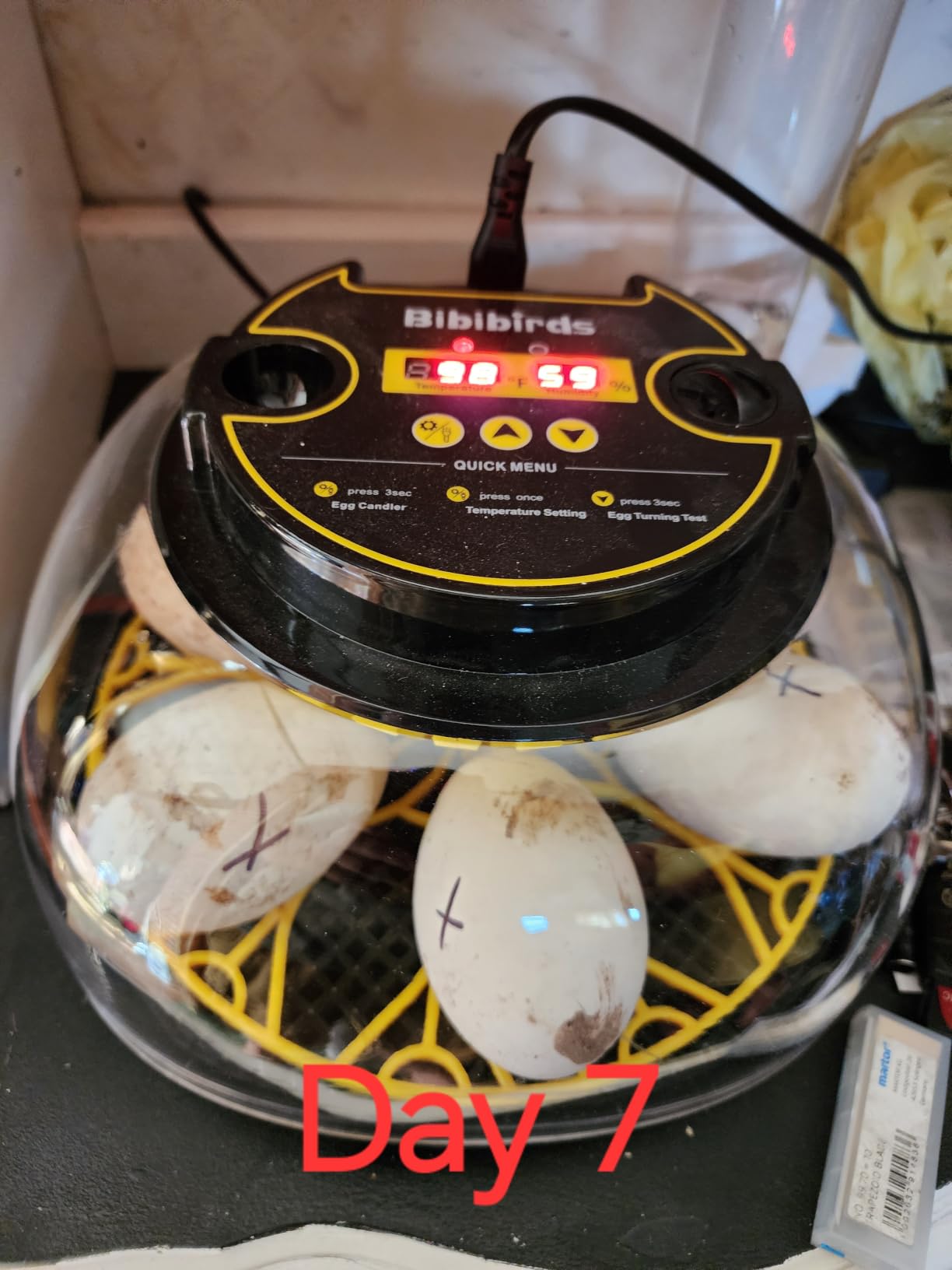 Incubators for Hatching Eggs with Automatic Egg Turning and Humidity DisplayTemperature Control Auto Water Fill Egg Candler 12Egg Hatch Chick Quail Duck Turkey Goose Parrot Bird Eggs customer photo 2