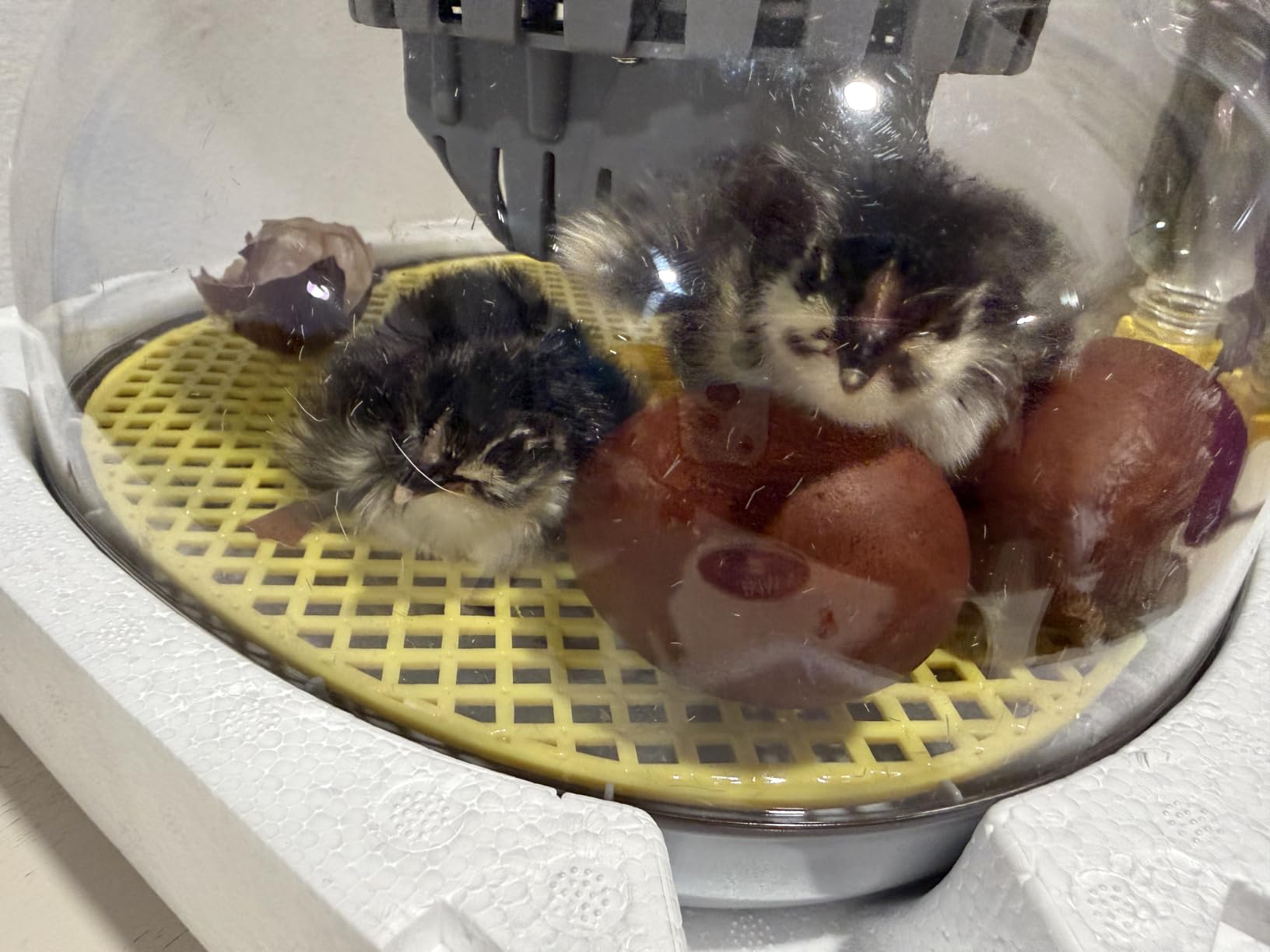 Incubator for Hatching Eggs - 12 Egg Capacity, 360° Viewing for Chicken customer photo 1