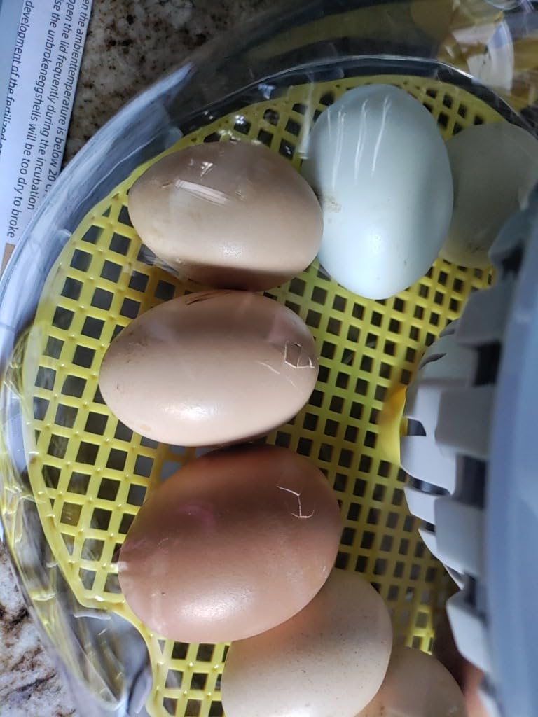 Incubator for Hatching Eggs - 12 Egg Capacity, 360° Viewing for Chicken customer photo 2