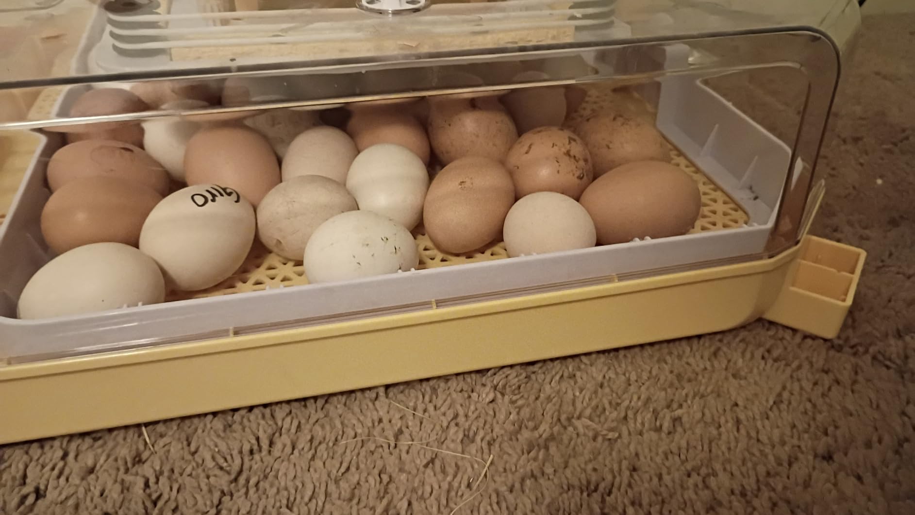 VEVOR 400 Egg Incubator, Poultry Incubator Cabinet with Automatic Eggs Turning, Temperature & Humidity Control, Heating & Cooling Egg Hatcher, Commercial Incubators for Hatching Chicks Ducks Goose customer photo 1