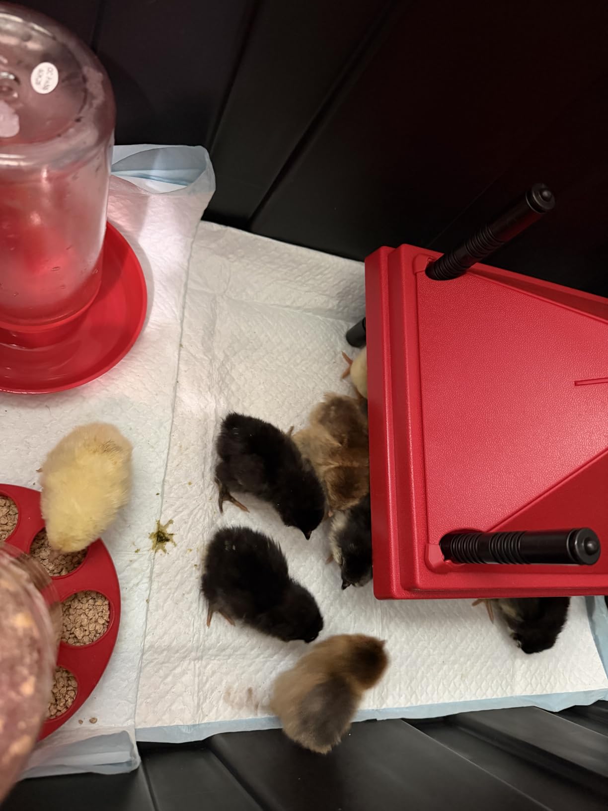 Chick Brooder Heater with Anti-Roost Cone & Constant Temp Red 12