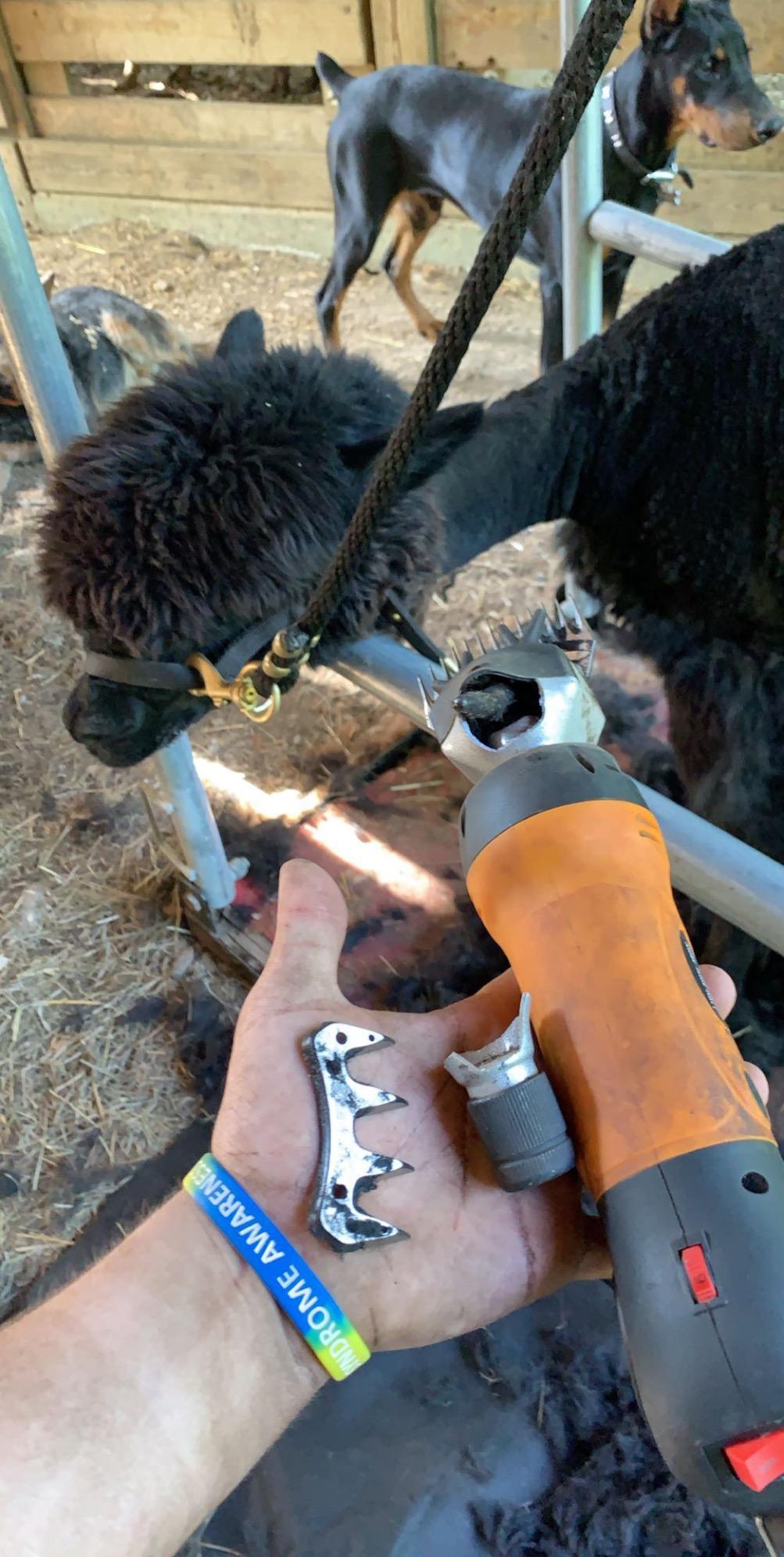 TAKEKIT Sheep Shears, 600W Professional Heavy Duty Sheep Clippers, 6 Speeds Electric Animal Shears for Alpacas Llamas Lambs and Large Livestock with Thick Coats, One Set of Extra Blades Included customer photo 1