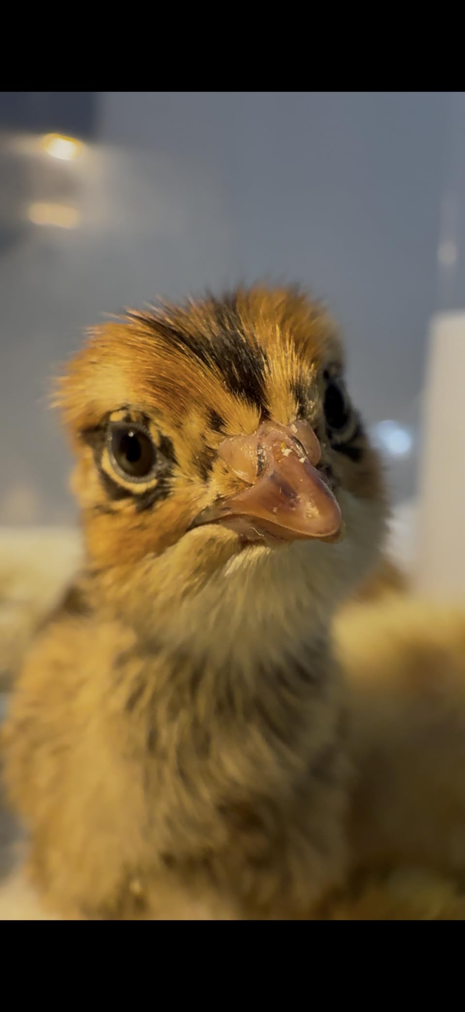 Quail Egg Incubator for Hatching 40 Quail Eggs with Automatic Turner customer photo 2