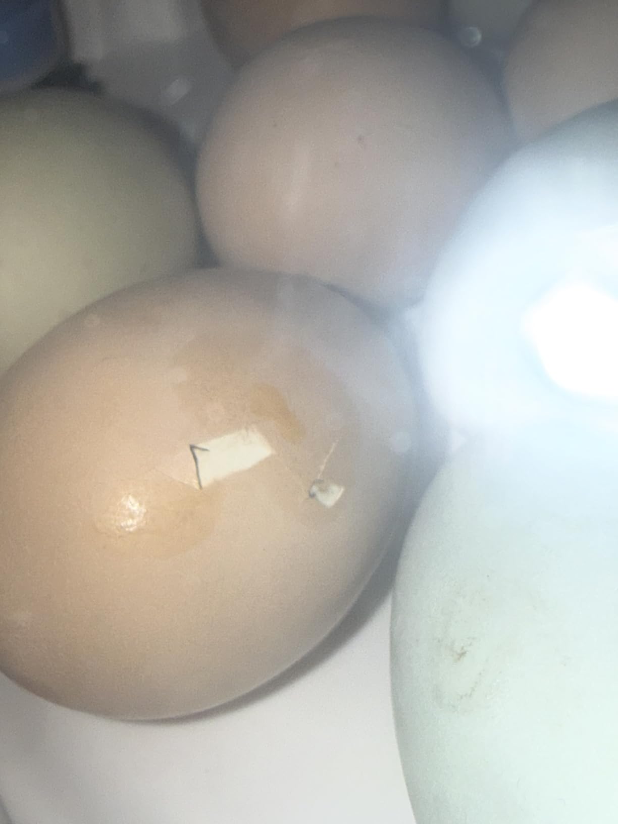Egg Incubators for Hatching Eggs, 18 Egg Incubator with Automatic Egg Turning and Humidity Control Incubator for Chicken Duck Quail Home Lab customer photo 2