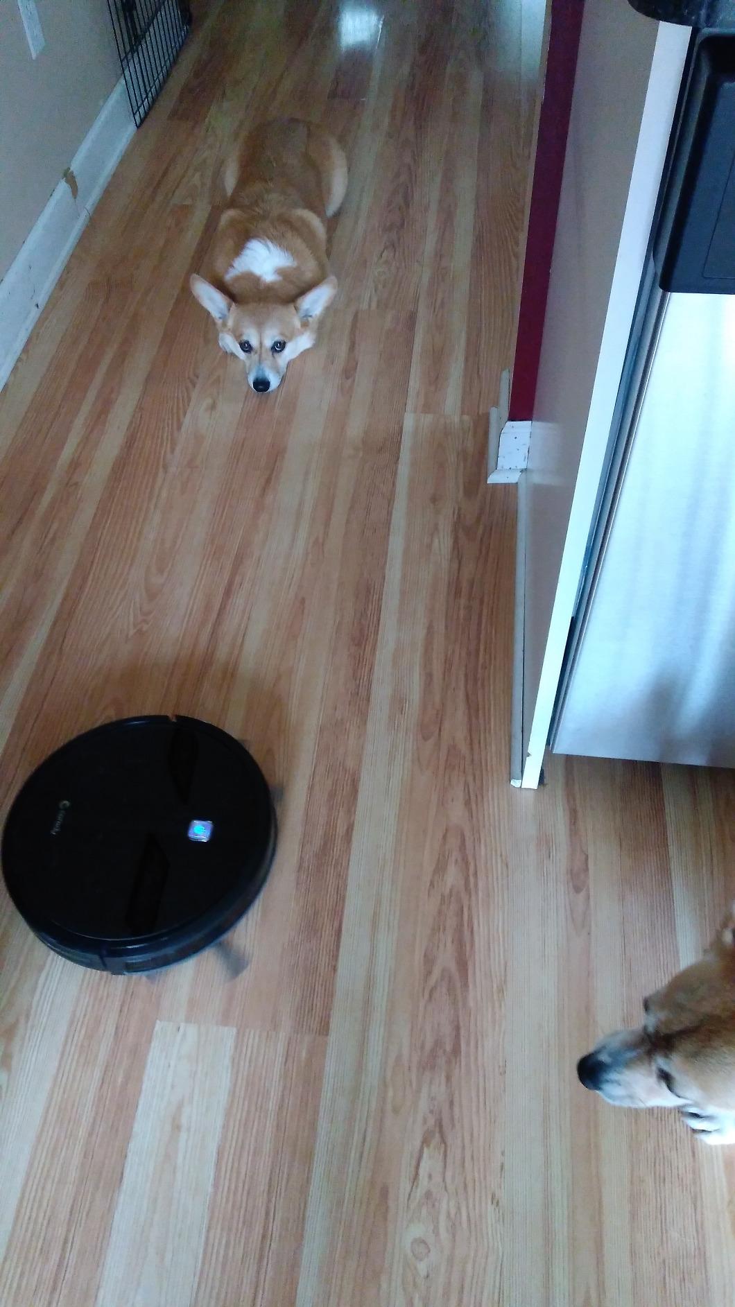 iMartine Robot Vacuum and Mop Combo, Strong Suction, 2-in-1 Dust Box and Water Tank, Works with Alexa/Google Assistant, Long Runtime, Schedule, Quiet, Ideal for Hard Floors, Low-Pile Carpets and Pets customer photo 1