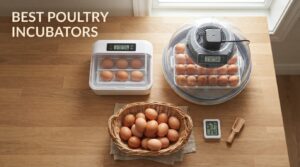 best poultry incubators