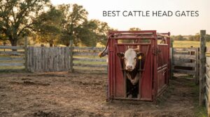 best cattle head gates