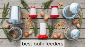 best bulk feeders